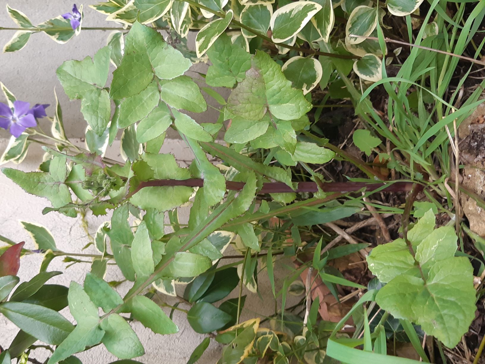 Laiteron rude entier