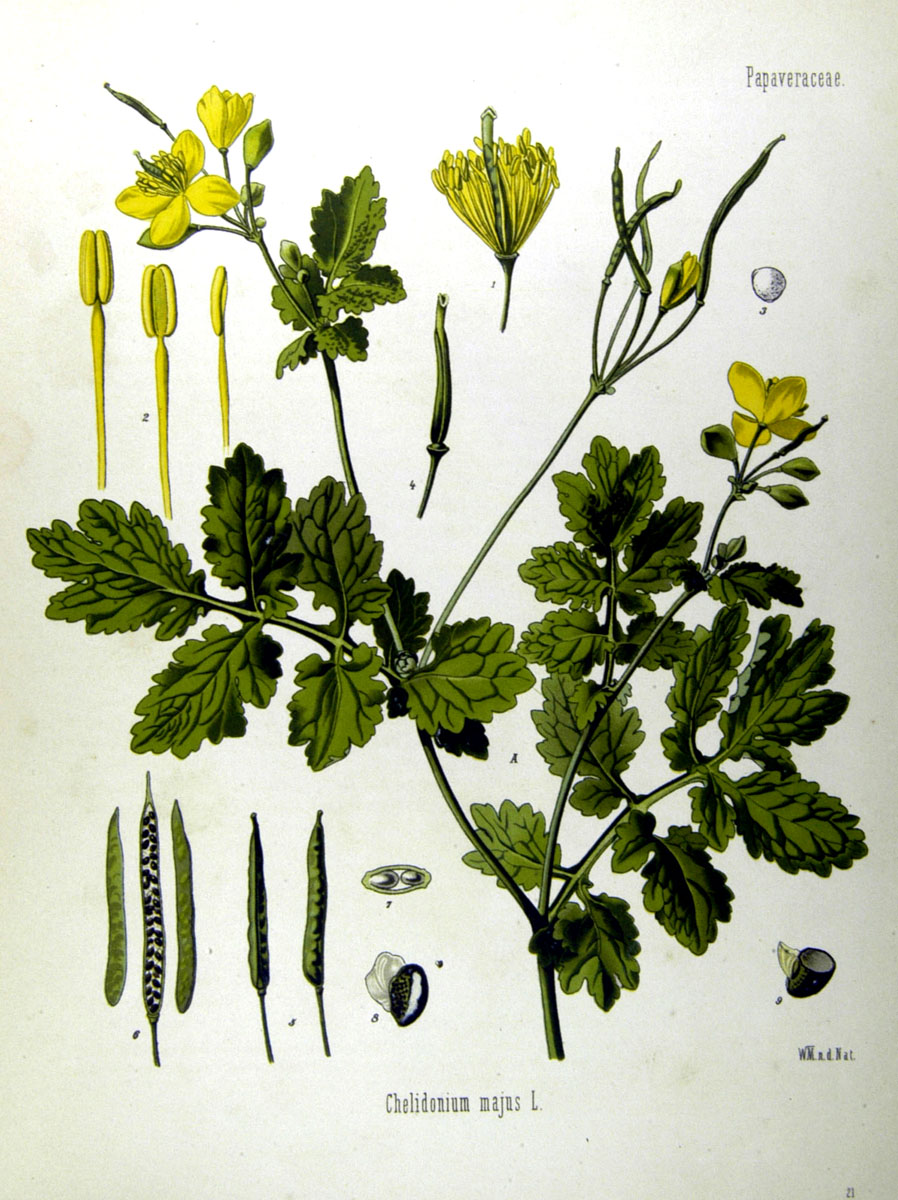 Planche Chelidonium majus