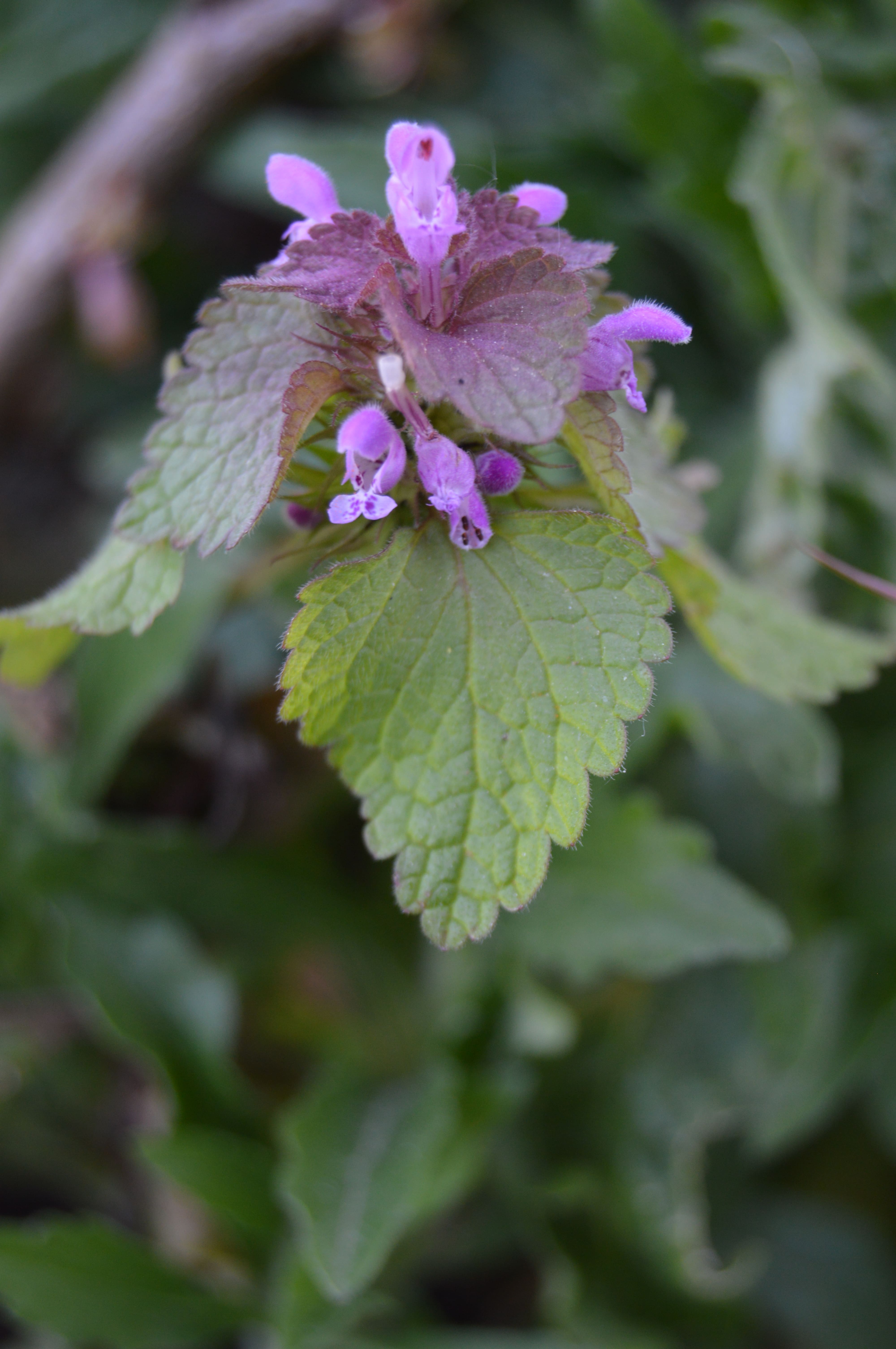 Lamier pourpre feuilles-fleurs