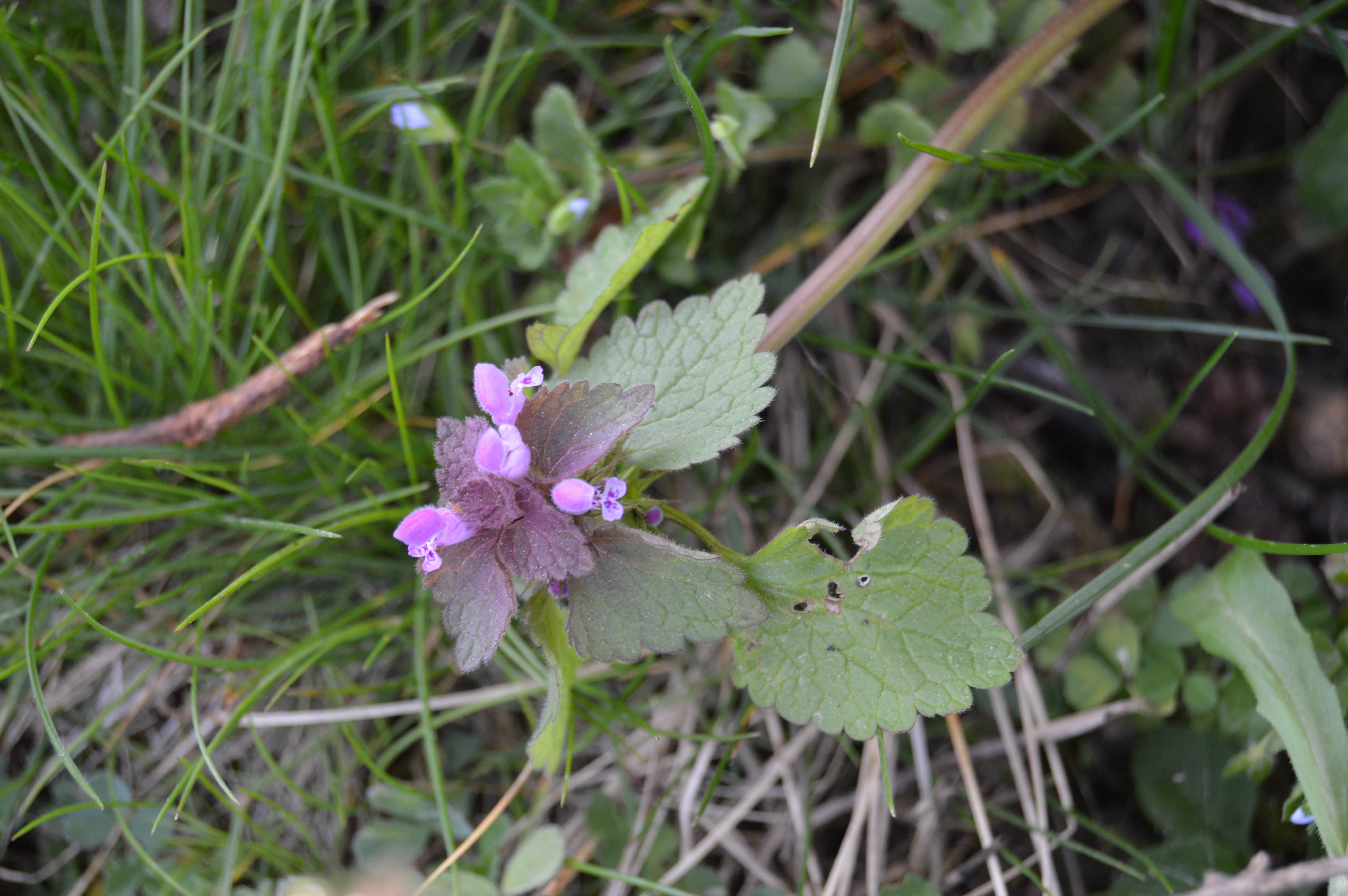 Lamier pourpre vue d'ensemble