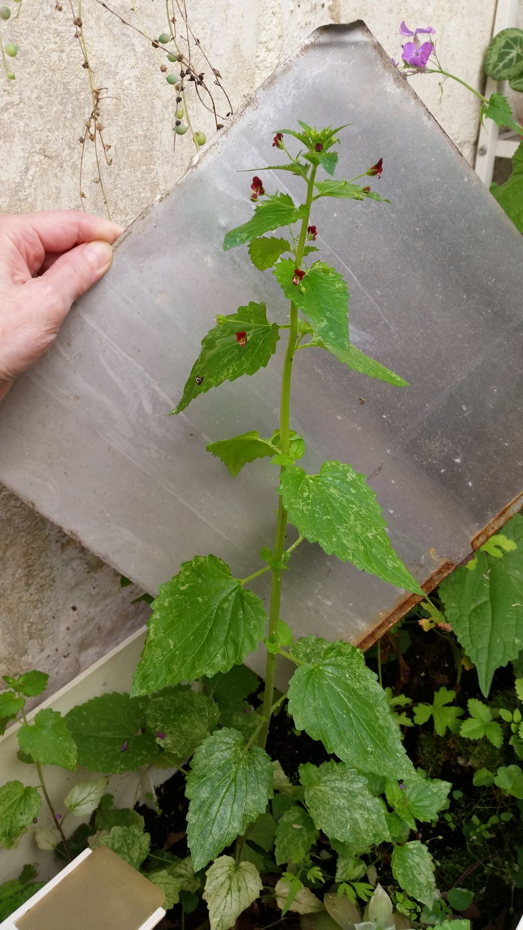 Vue d'ensemble de la plante entière