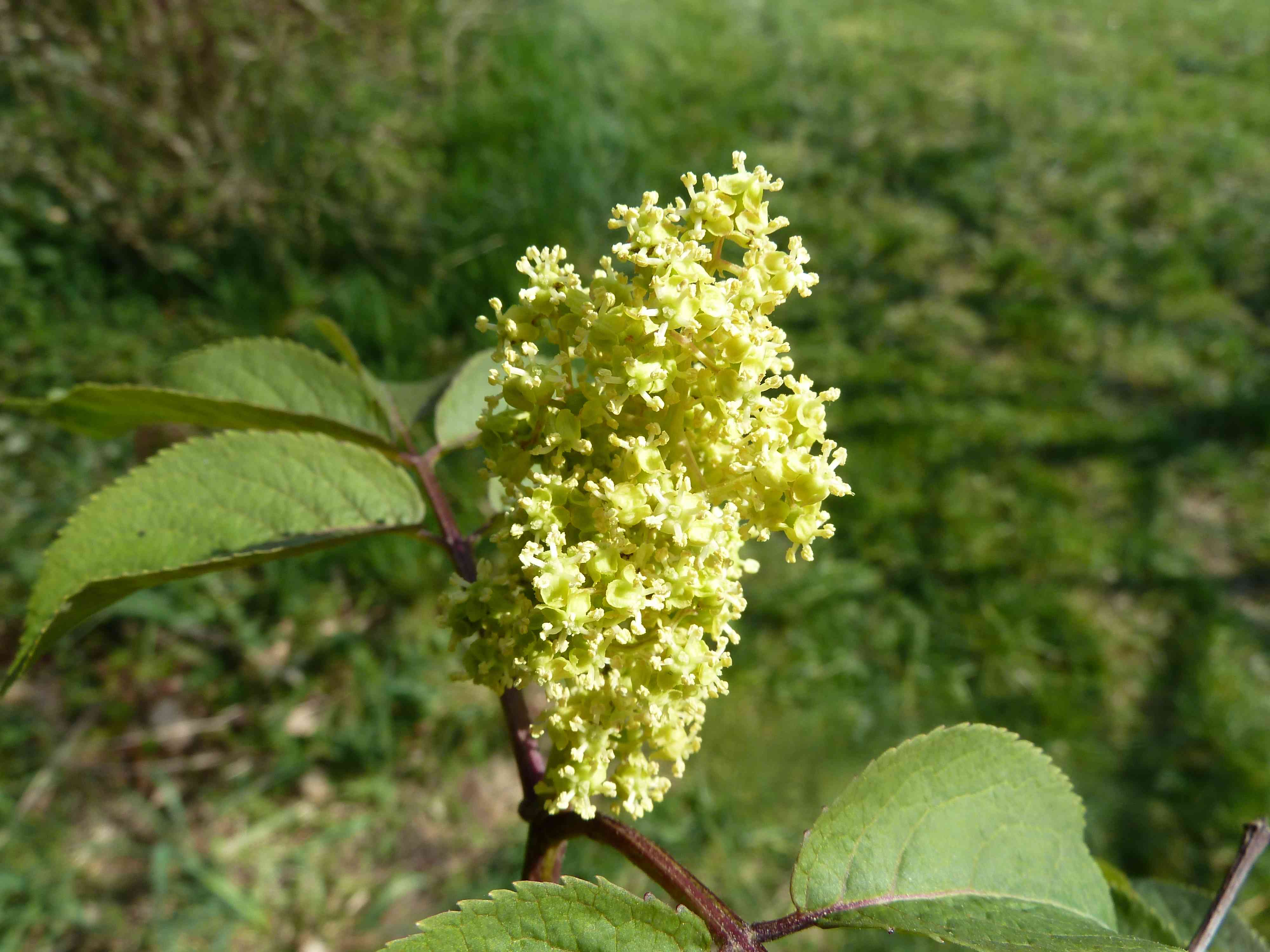 inflorescence