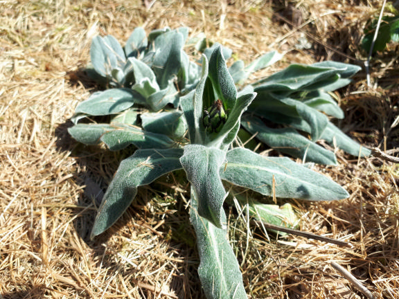 Plante basse, sans tige, à longue feuilles poilues, vert glauque