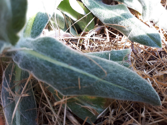Plante basse, sans tige, à longue feuilles poilues, vert glauque