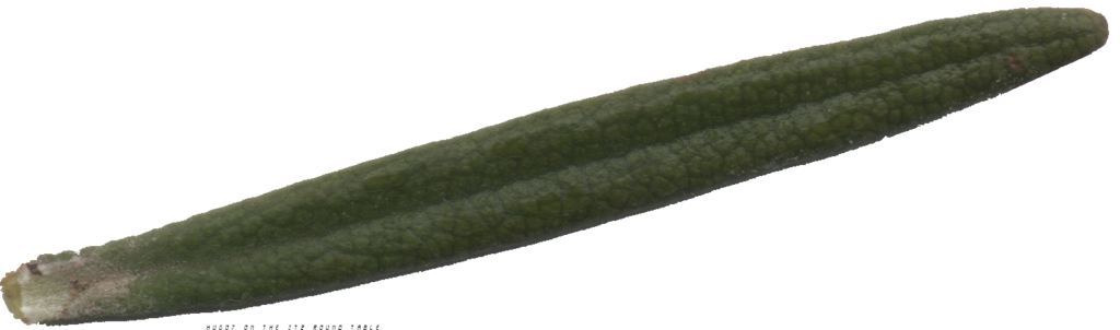 une feuille de romarin avec une bande au centre et gros plan sur les écailles présentes sur sa surface