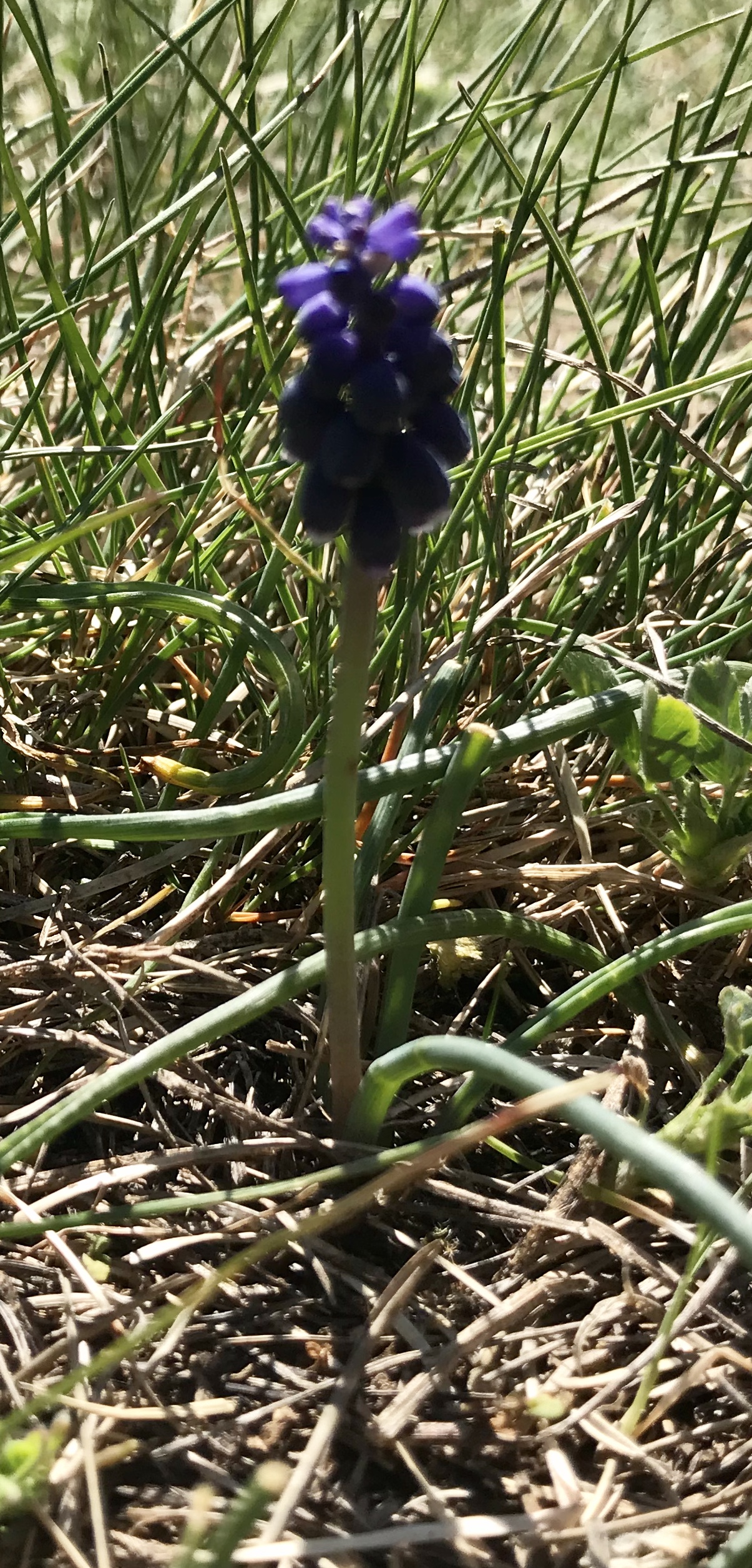 Muscari