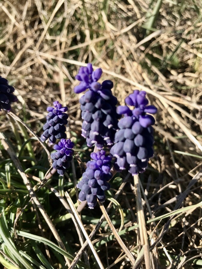 Muscari