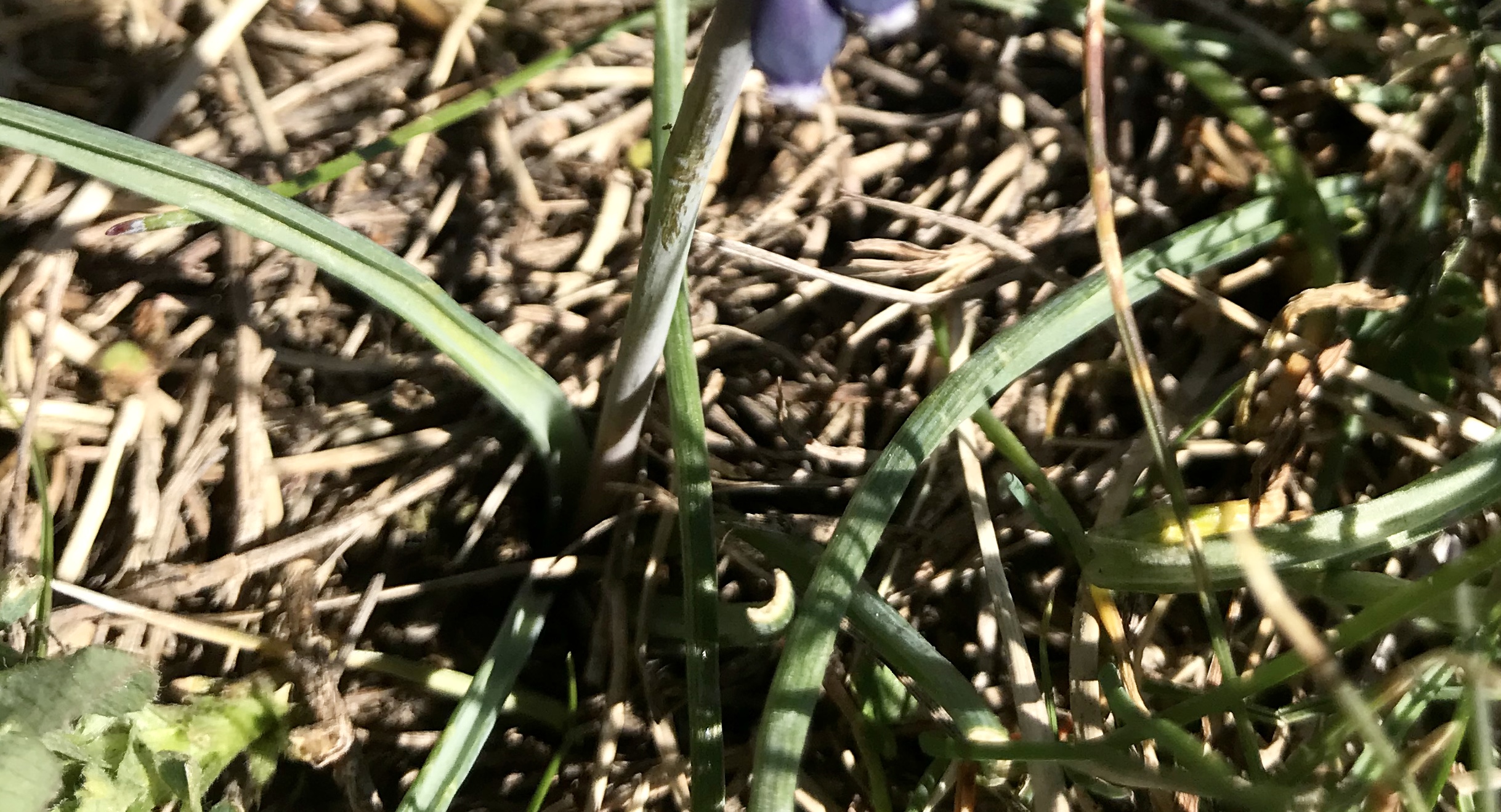 Muscari