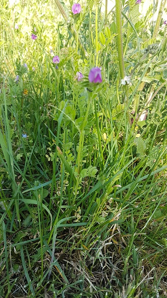 Vesce Commune Global