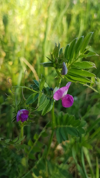 Vesce Commune Profil