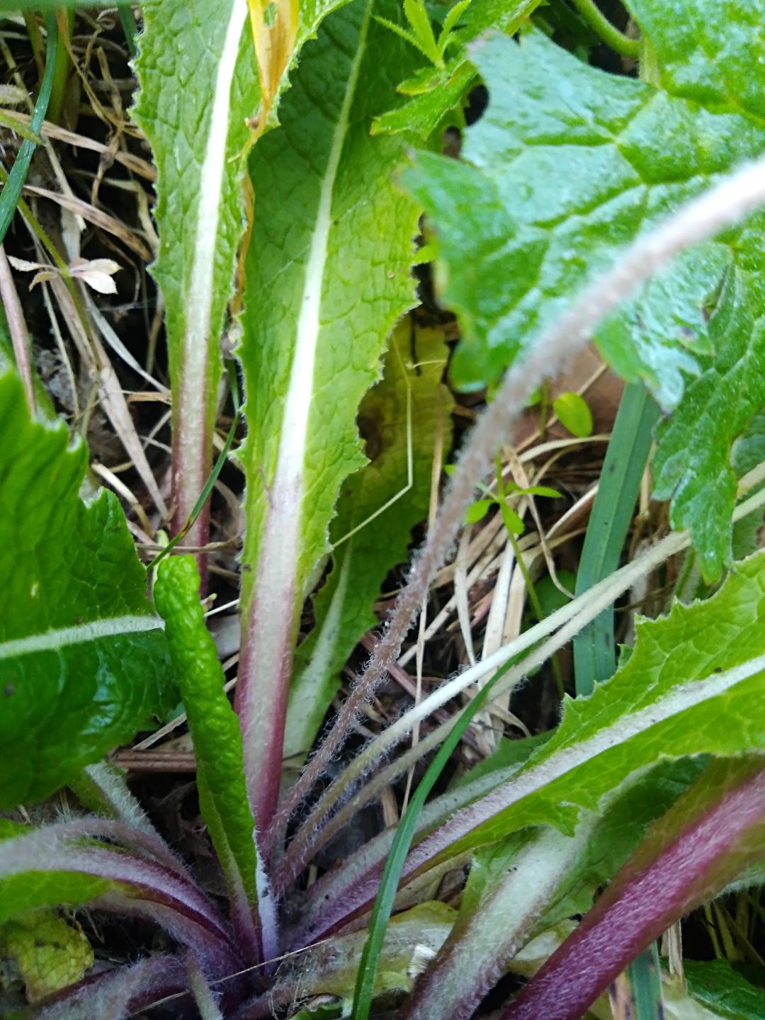 feuille d'une primevère