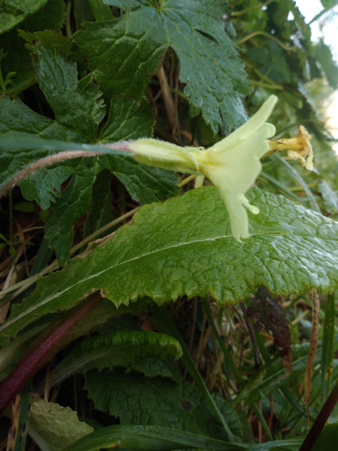 Primevère vue générale