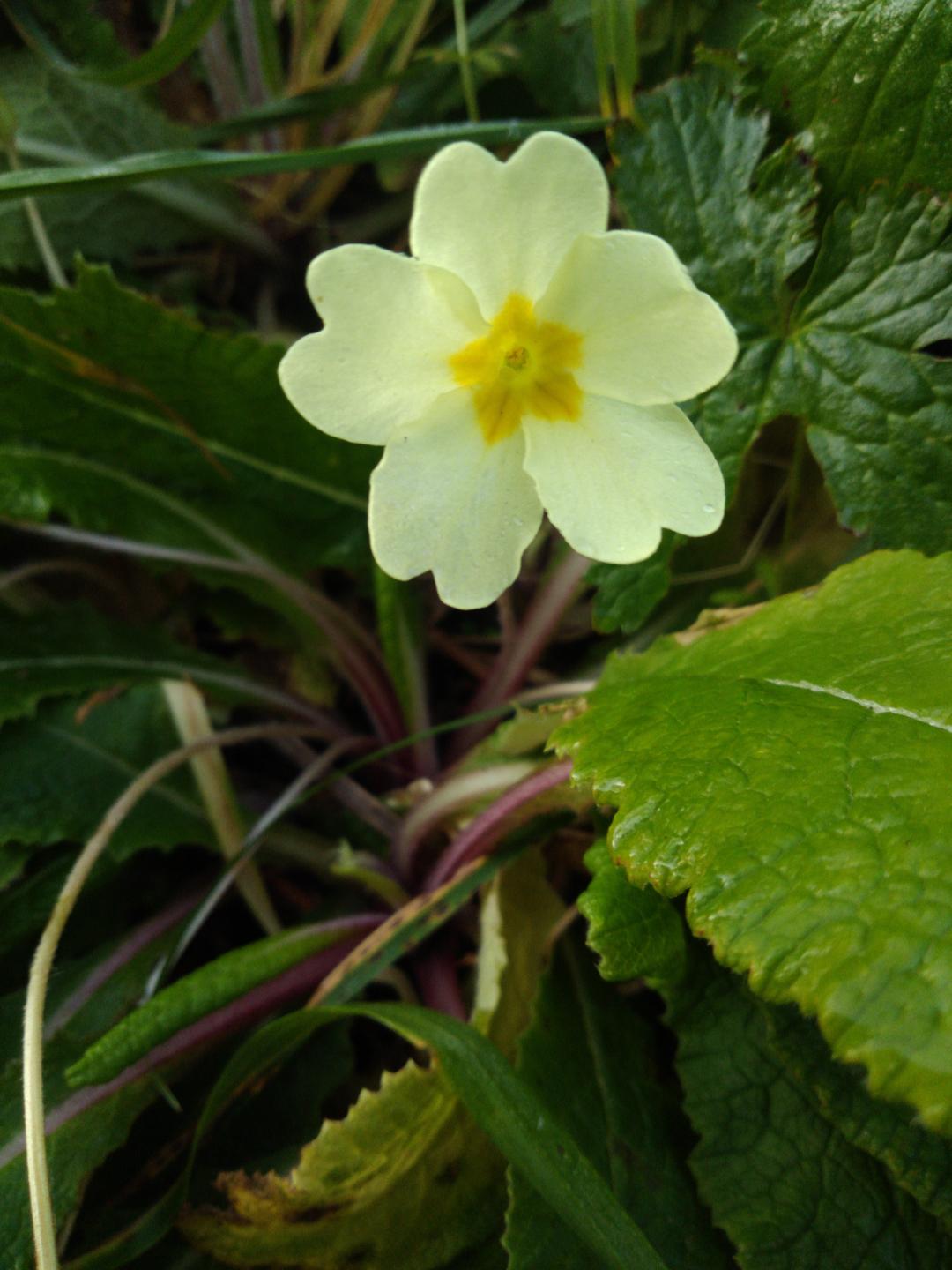 fleur de primevère en vue de face