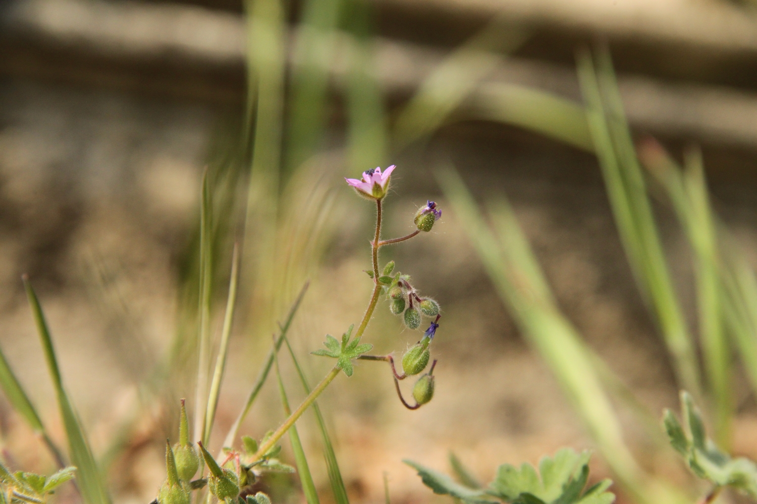 Plan horizontal de la tige + fleur
