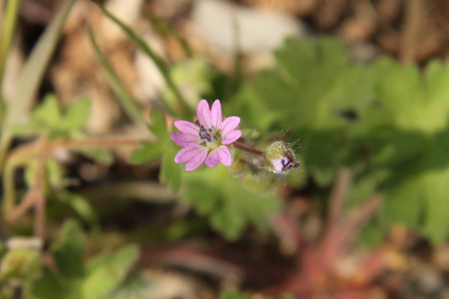 Fleur, plan vertical