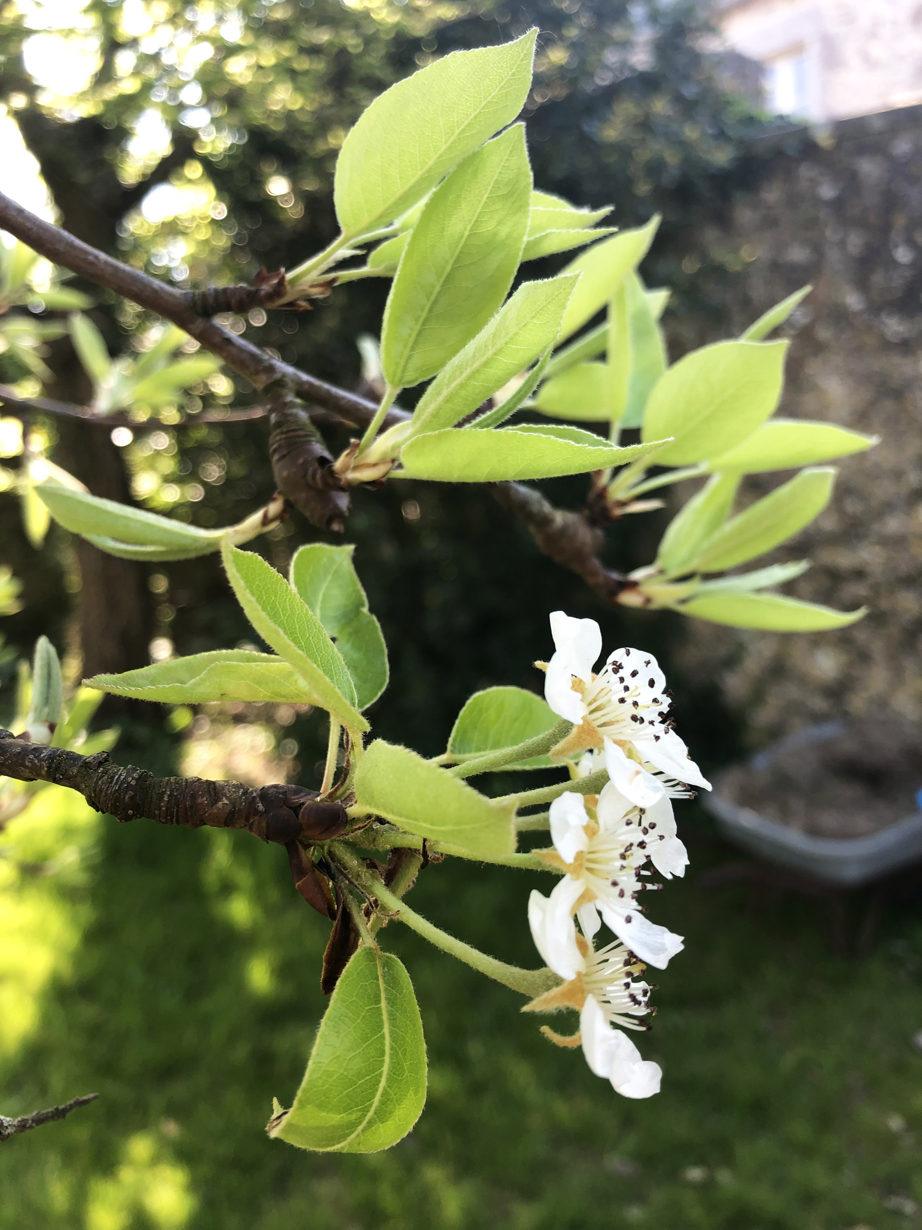 poirier fleur et feuilles de profil