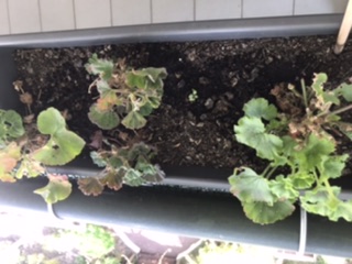 Petite plante parmi les géraniums