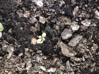 Petite plante à côté des géraniums