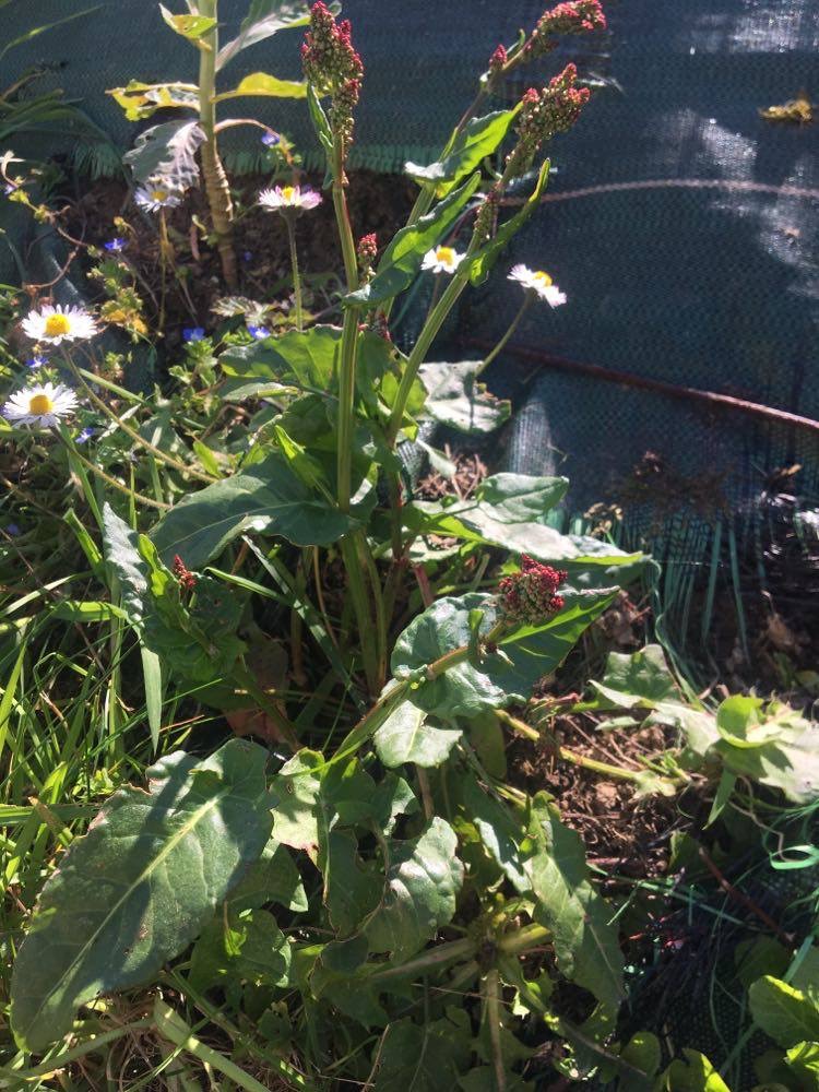 Photo générale d’un plant d’oseille