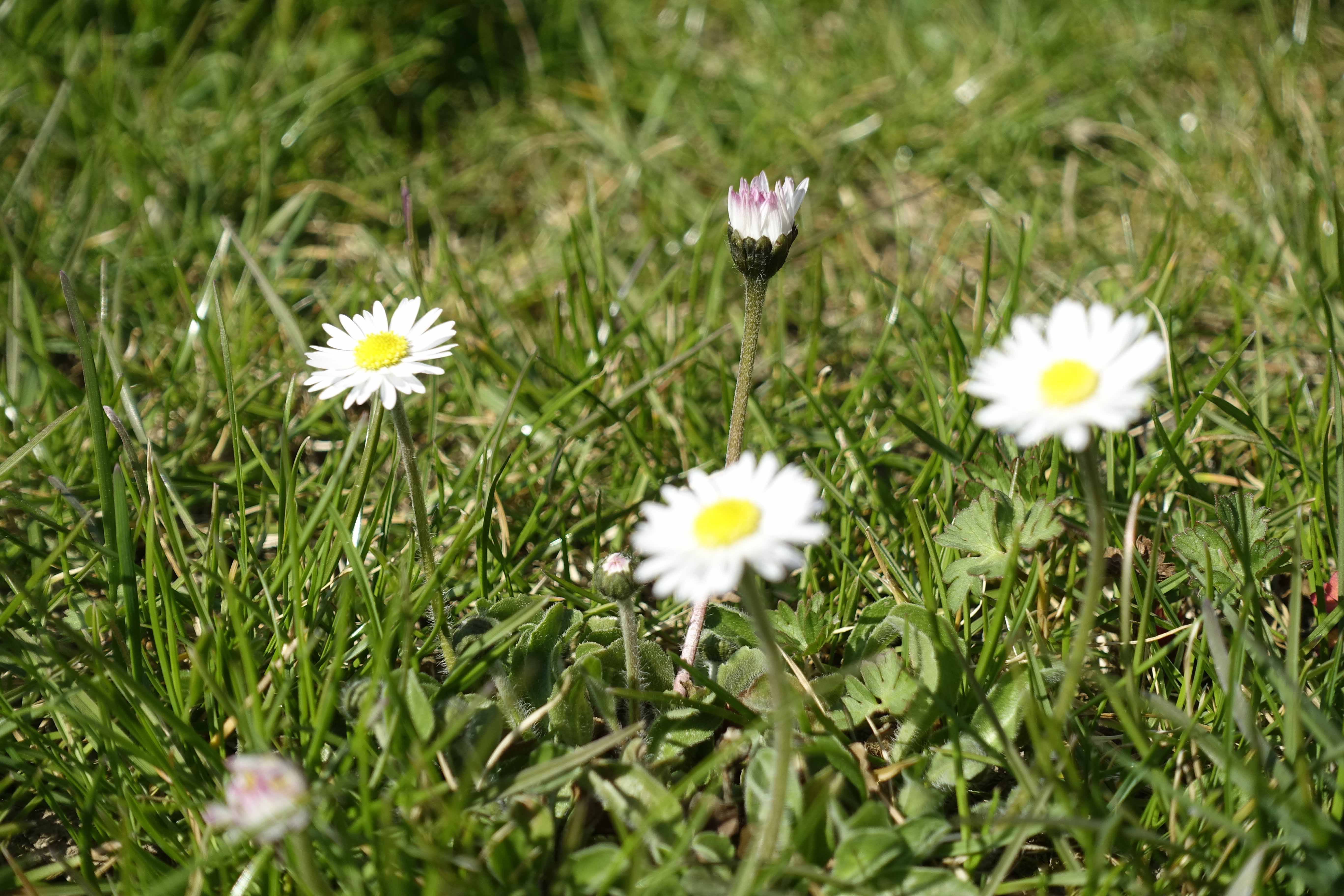 Pâquerettes - Vue sur le bouton