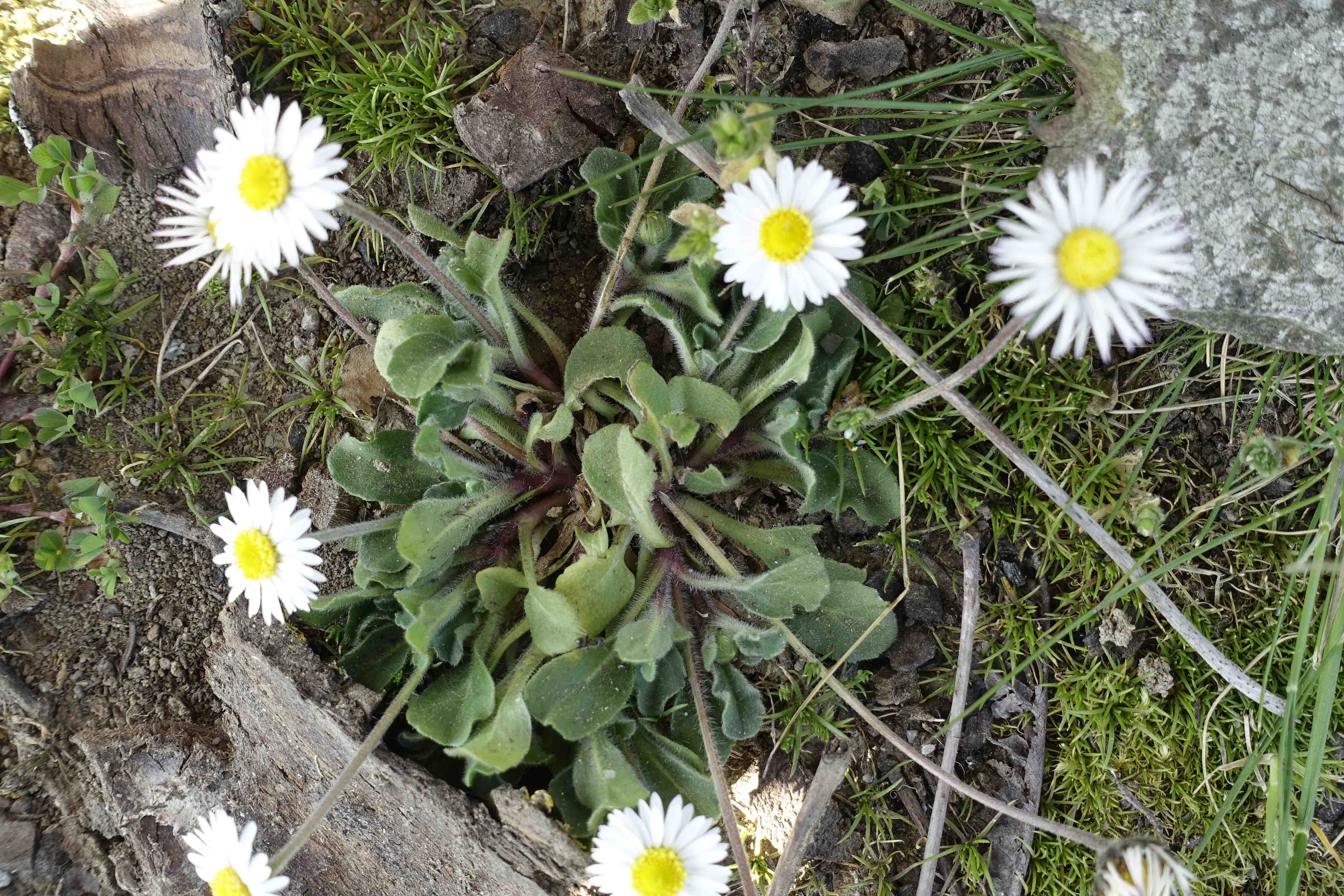 Pâquerettes - Feuilles
