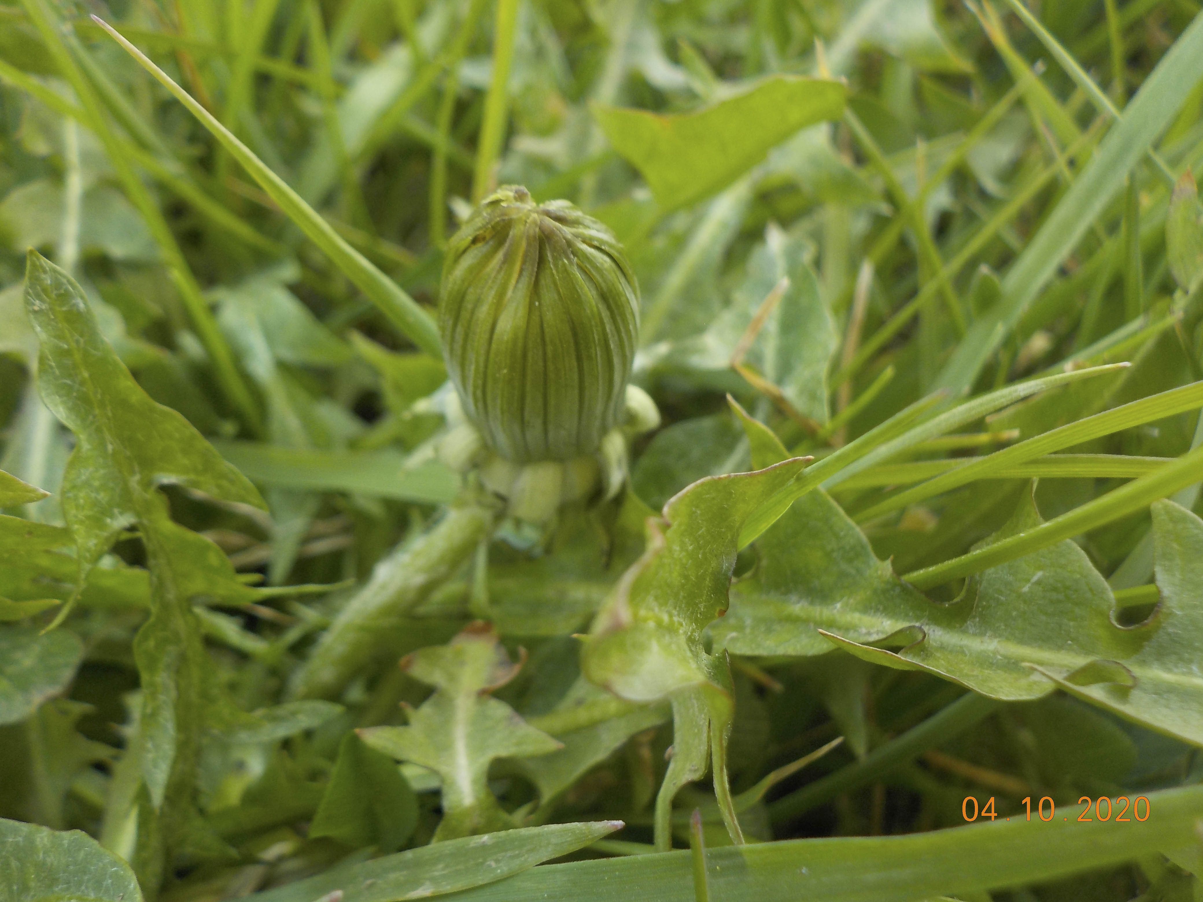 Pissenlit vue bouton