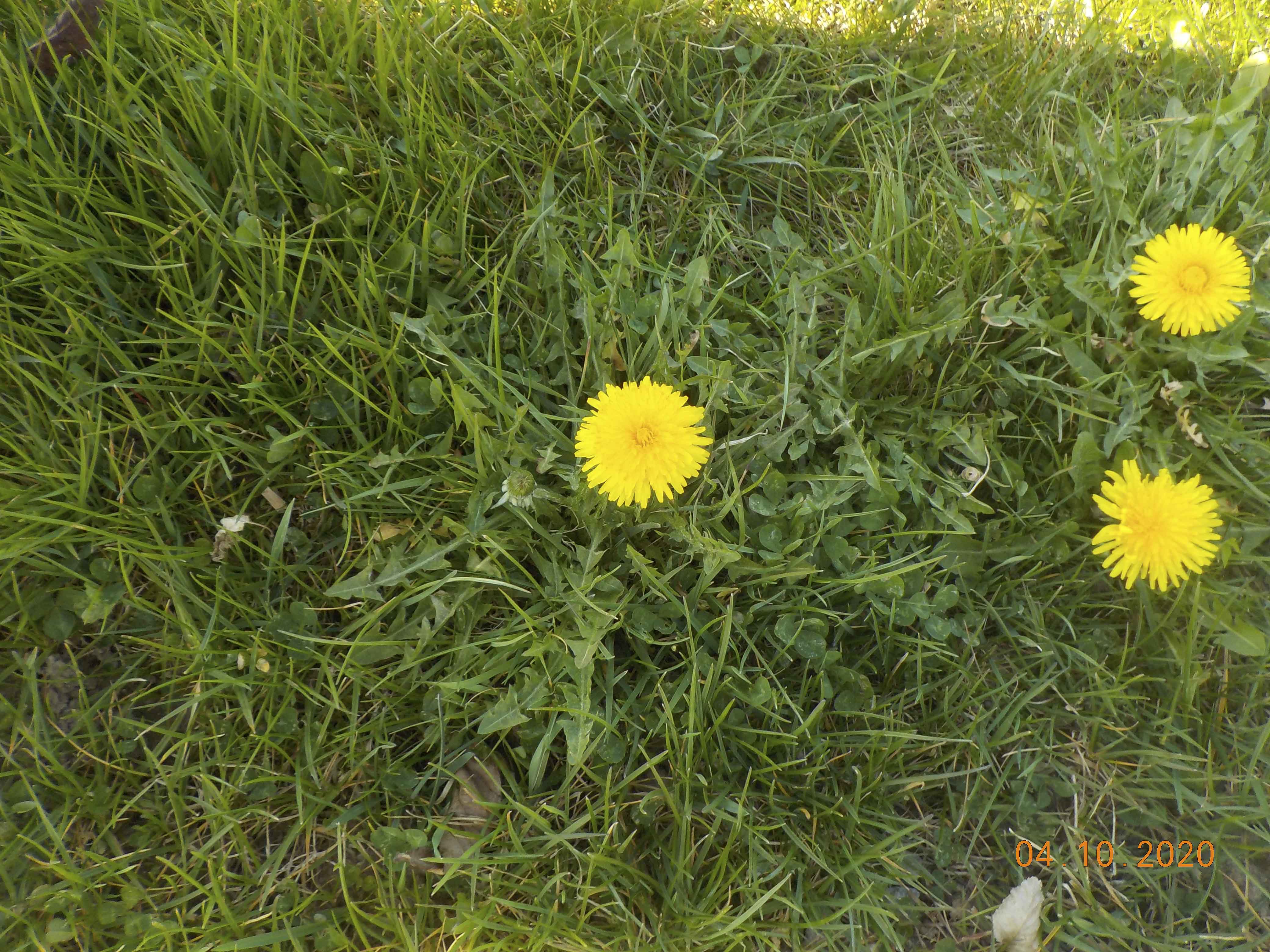 Pissenlit vue ensemble