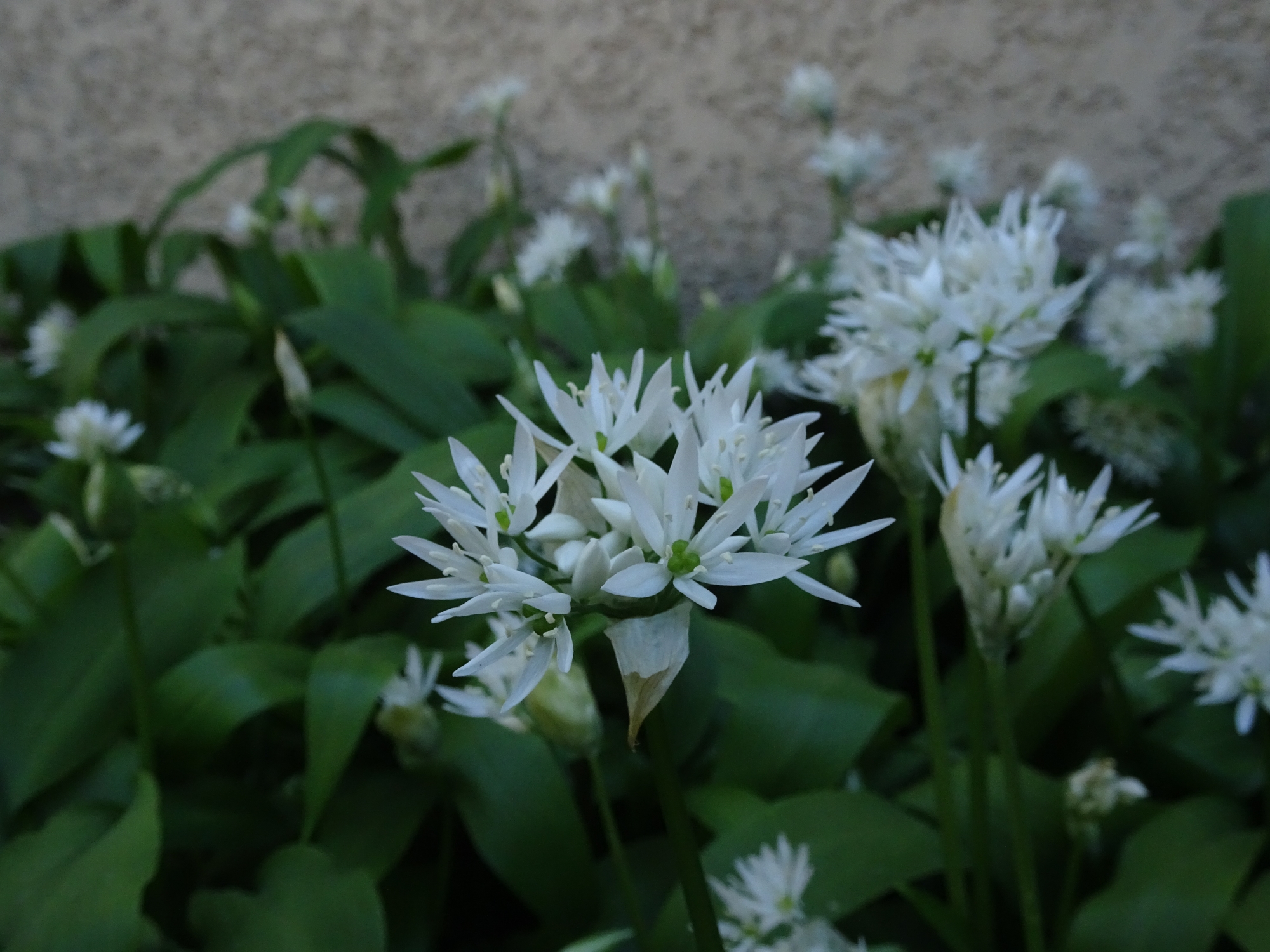 fleur d'ail des ours