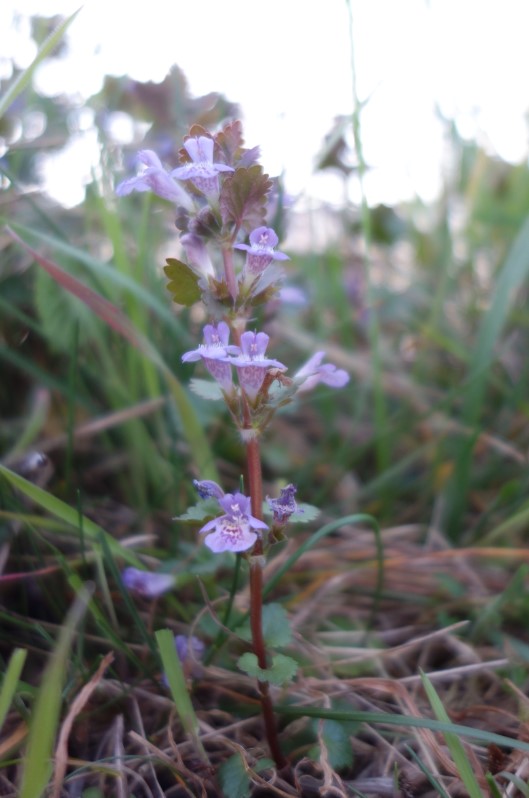 Lierre terrestre entier