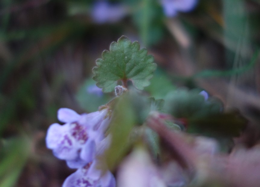 Lierre terrestre feuille