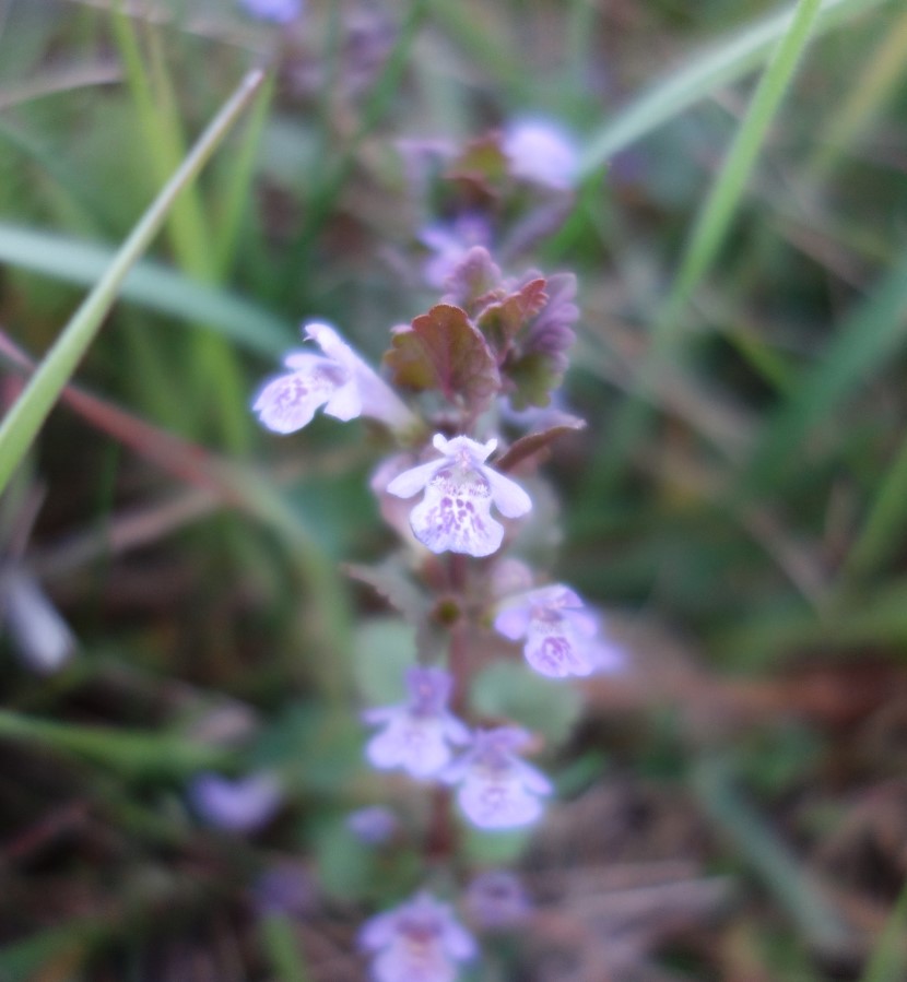 Lierre terrestre fleur