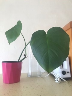 Monstera deliciosa liebm