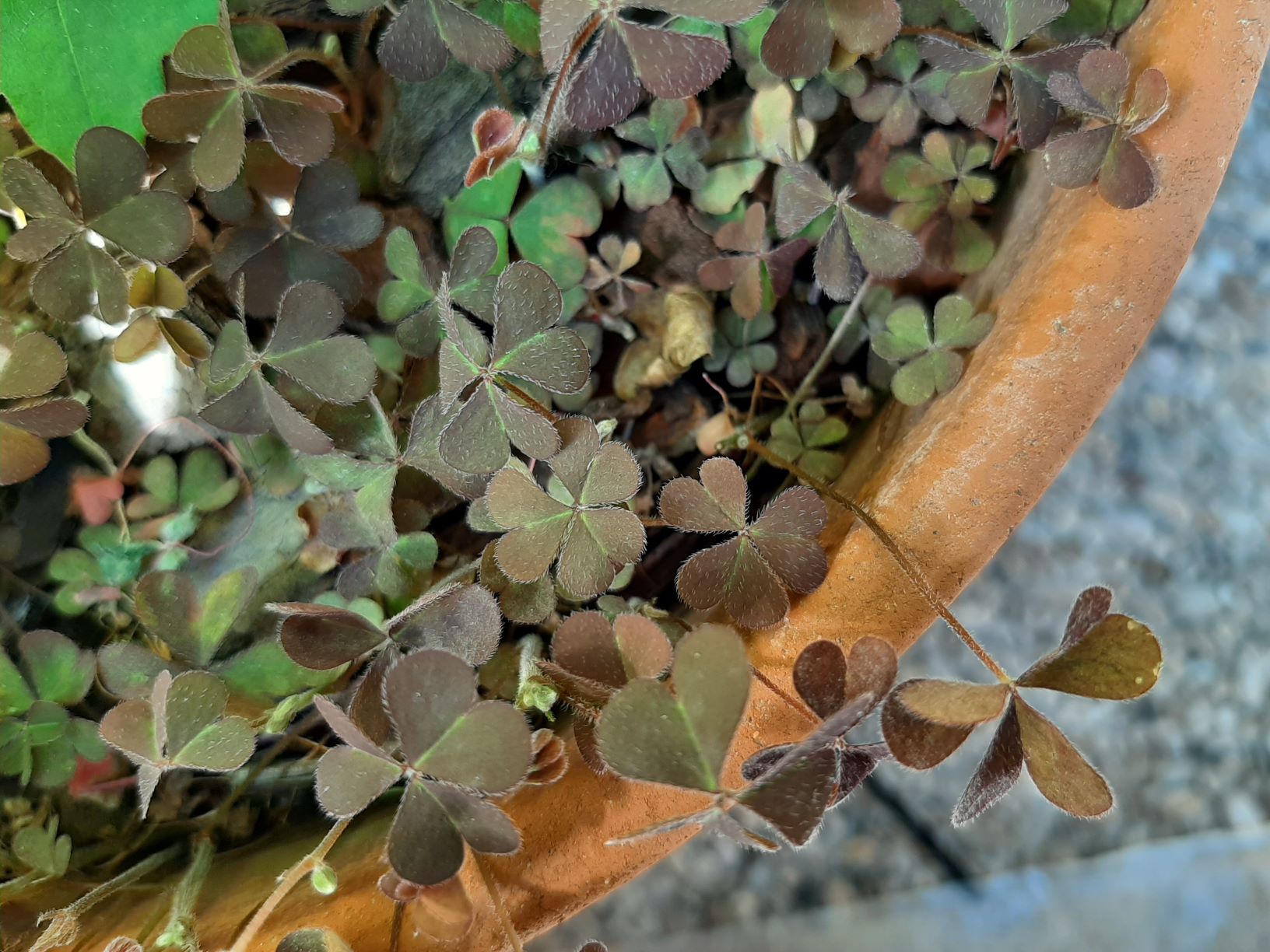 feuilles Oxalis corniculata