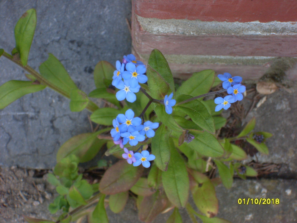 Fleur myosotis vue de haut