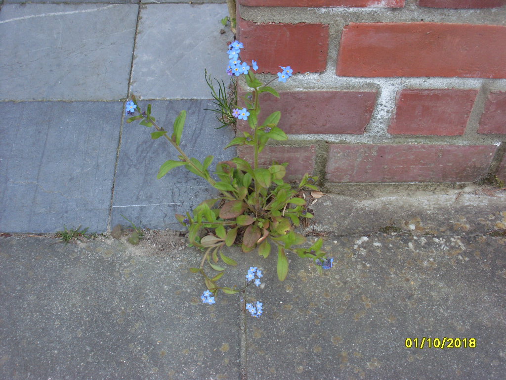 Vue globale myosotis