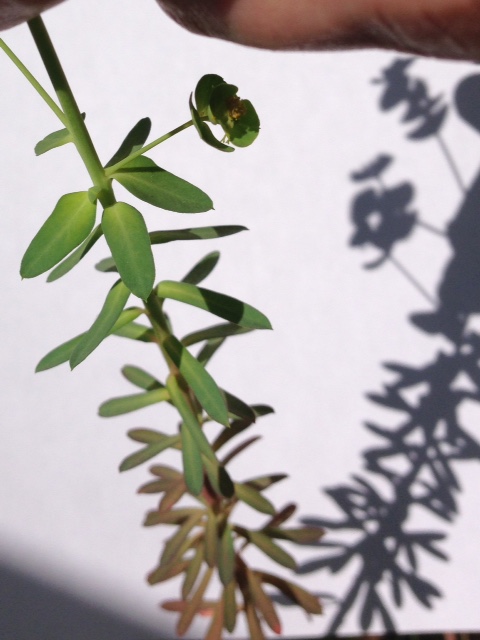 euphorbe des moisson -tige