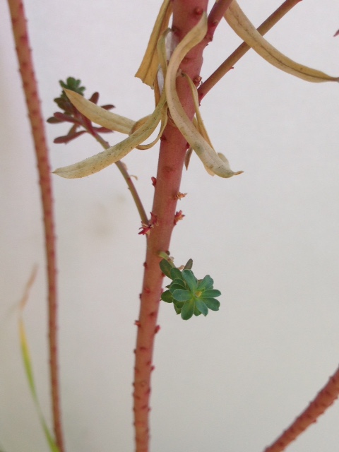 euphorbe des moissons - tige