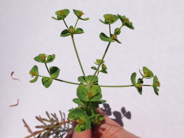 euphorbe des moissons