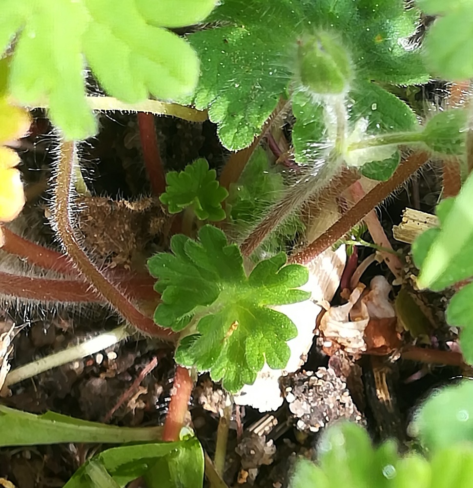 Plante douce à petites fleurs mauves - feuilles à la base