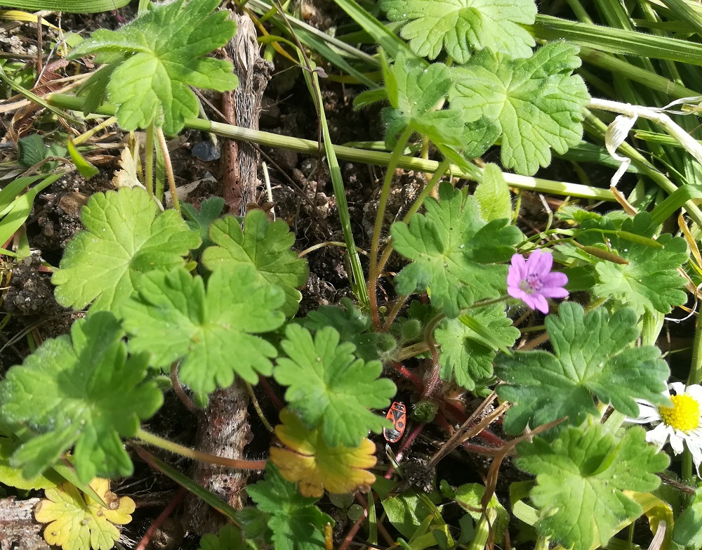 Feuilles douces à petites fleurs mauves à 5 pétales