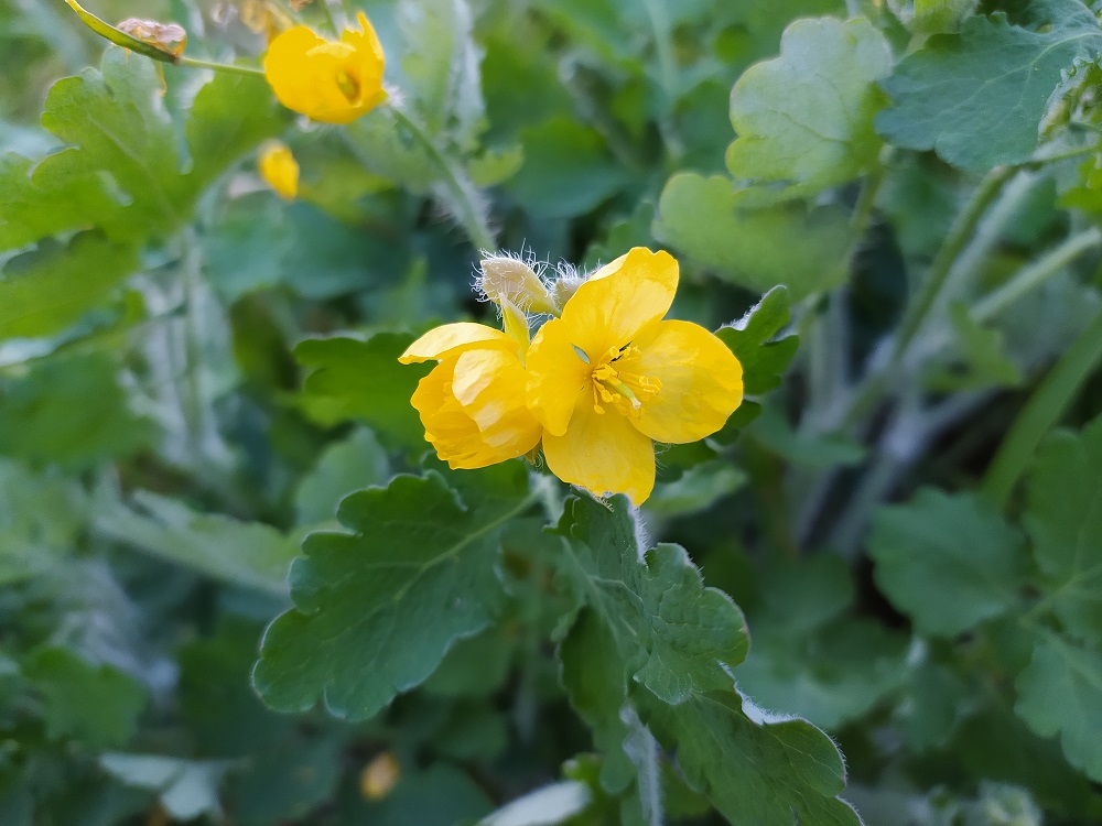 Fleur Chelidonium majus