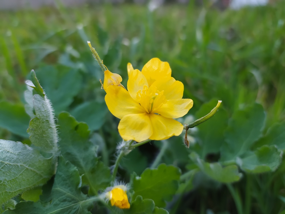 Fleur Chelidonium majus