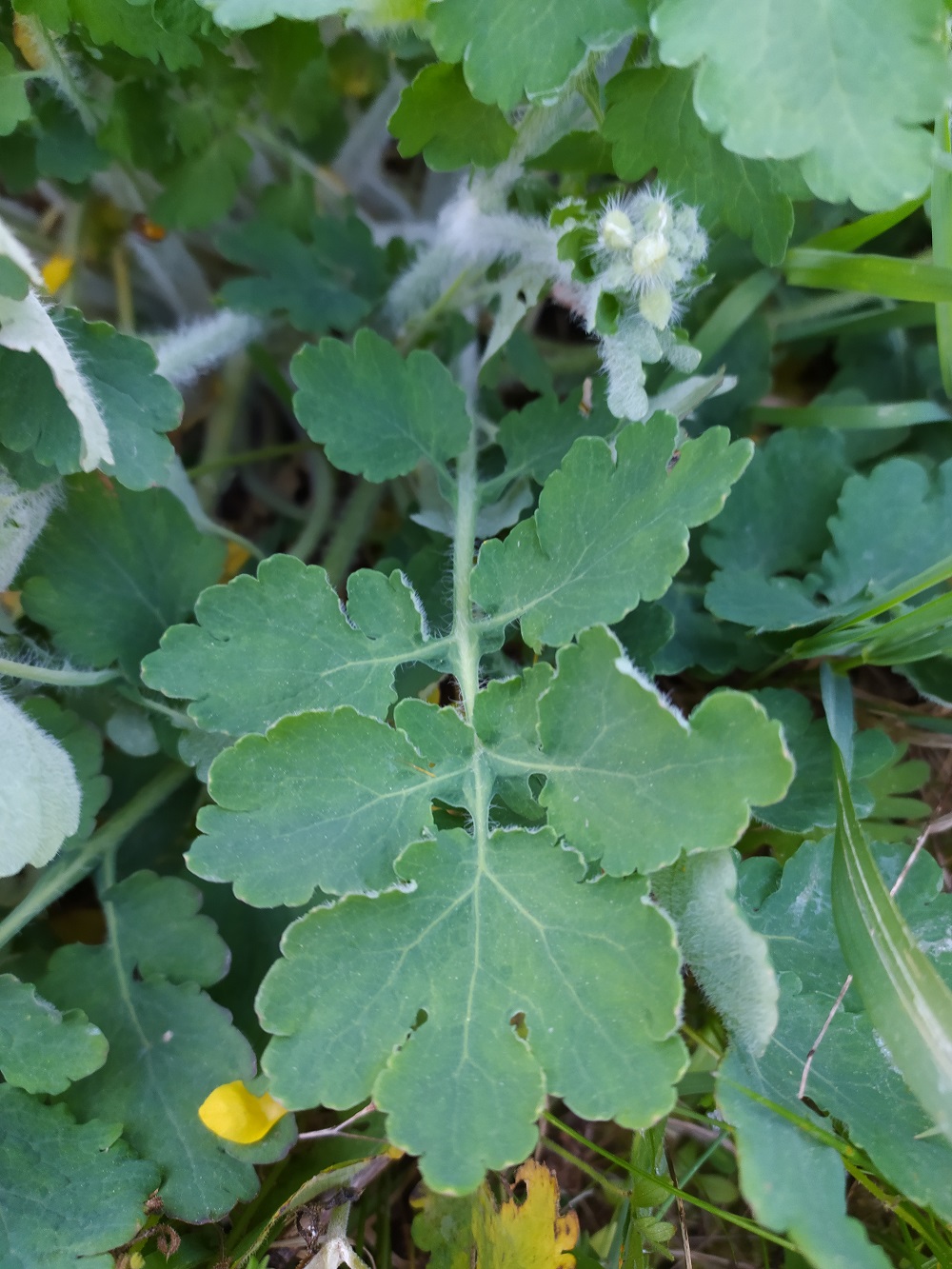 Feuille Chelidonium majus