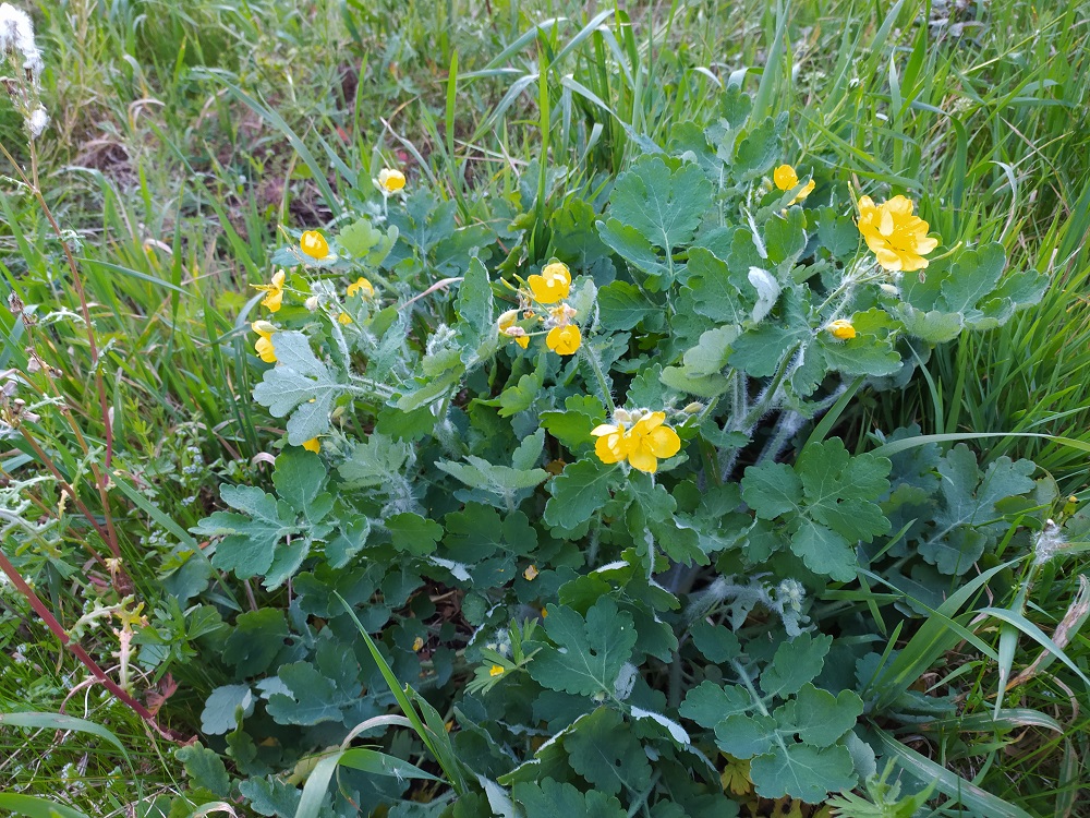 Chelidonium majus