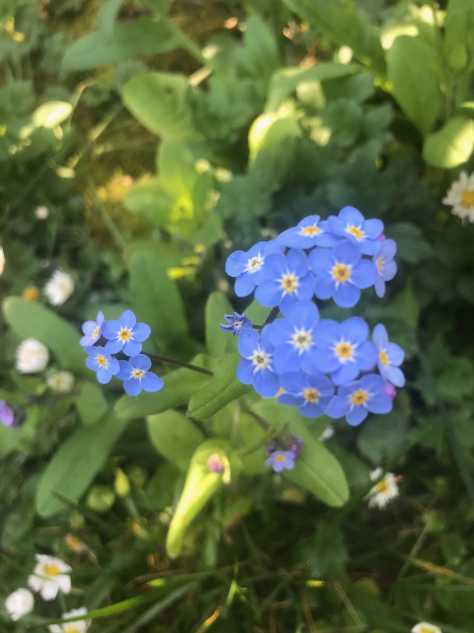 Myosotis