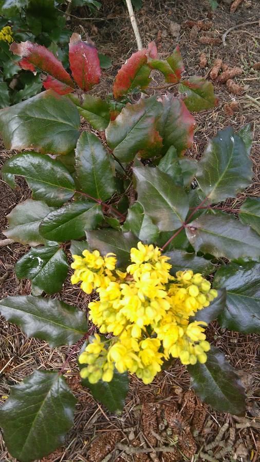 Photo d'ensemble d'un faux houx