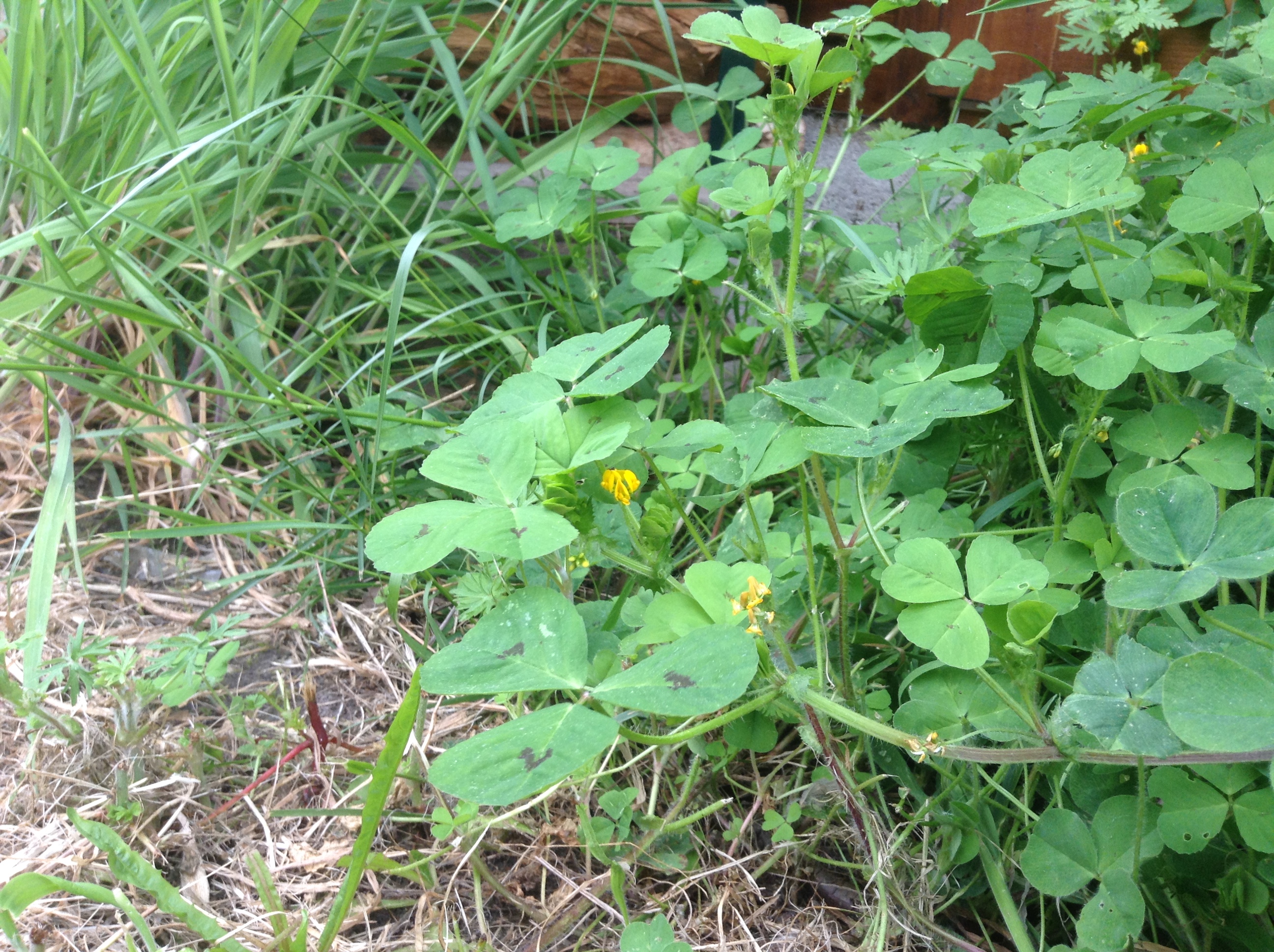 Plante genre trèfle vue complète