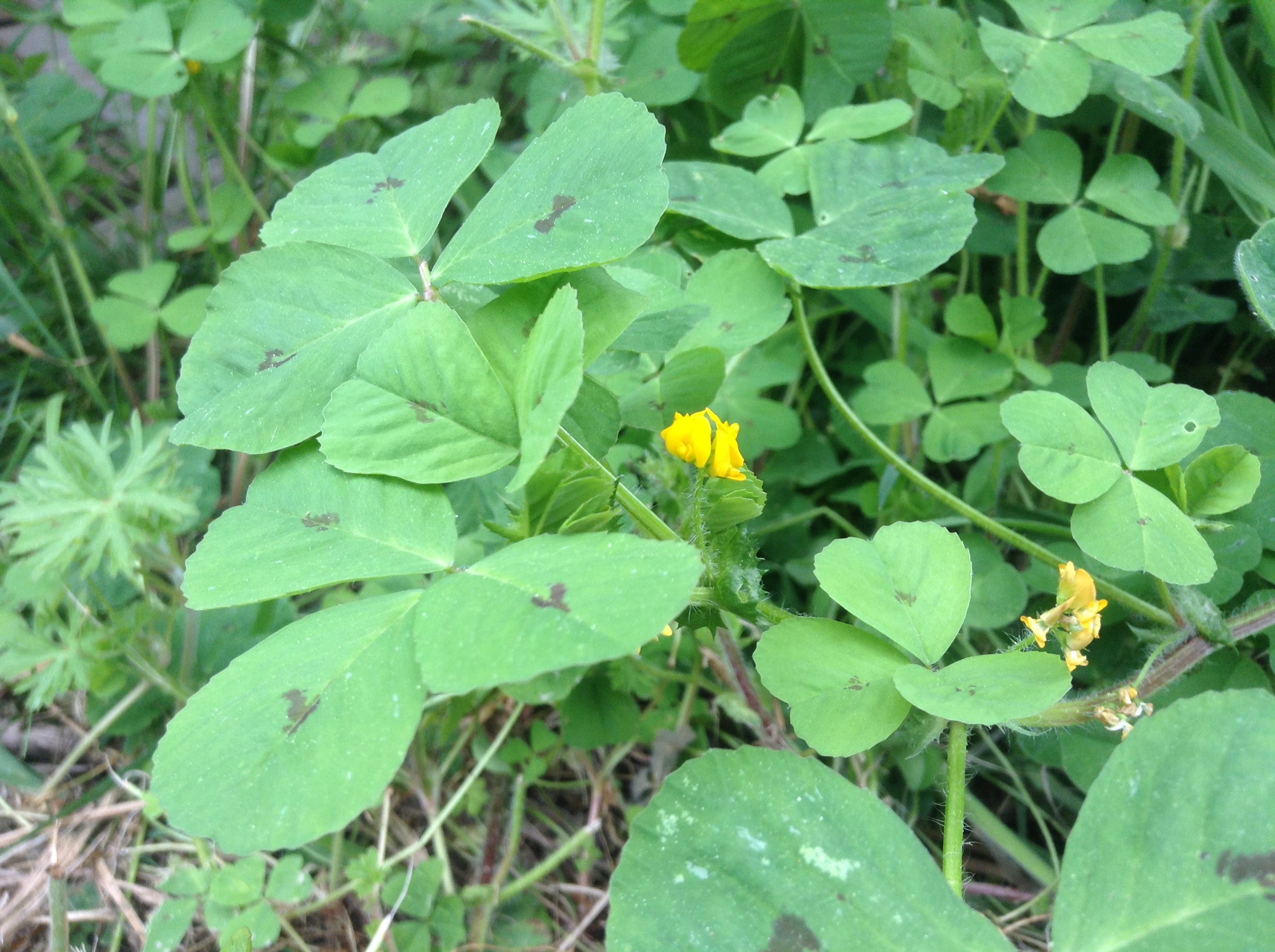 Les petites fleurs sont jaunes comme de toutes petites gueules de loup