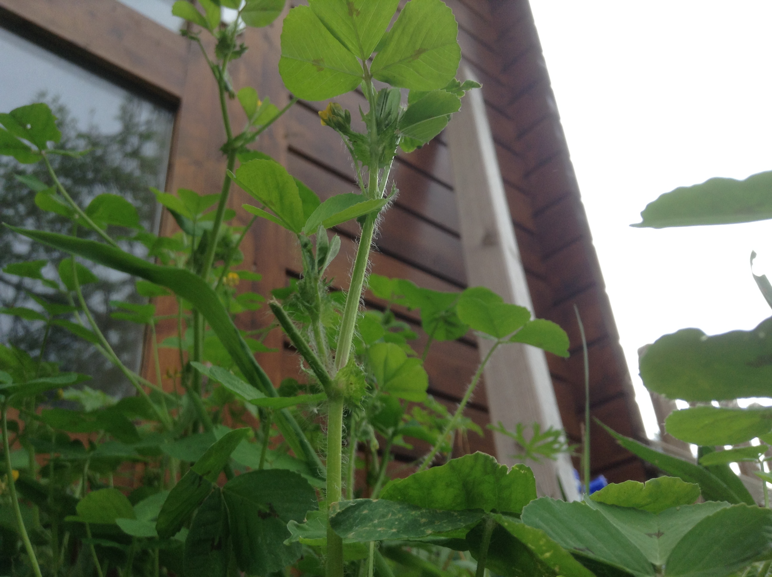 Vue de dessous, la tige plutôt rouge et poilue avec l'inflorescence au bout