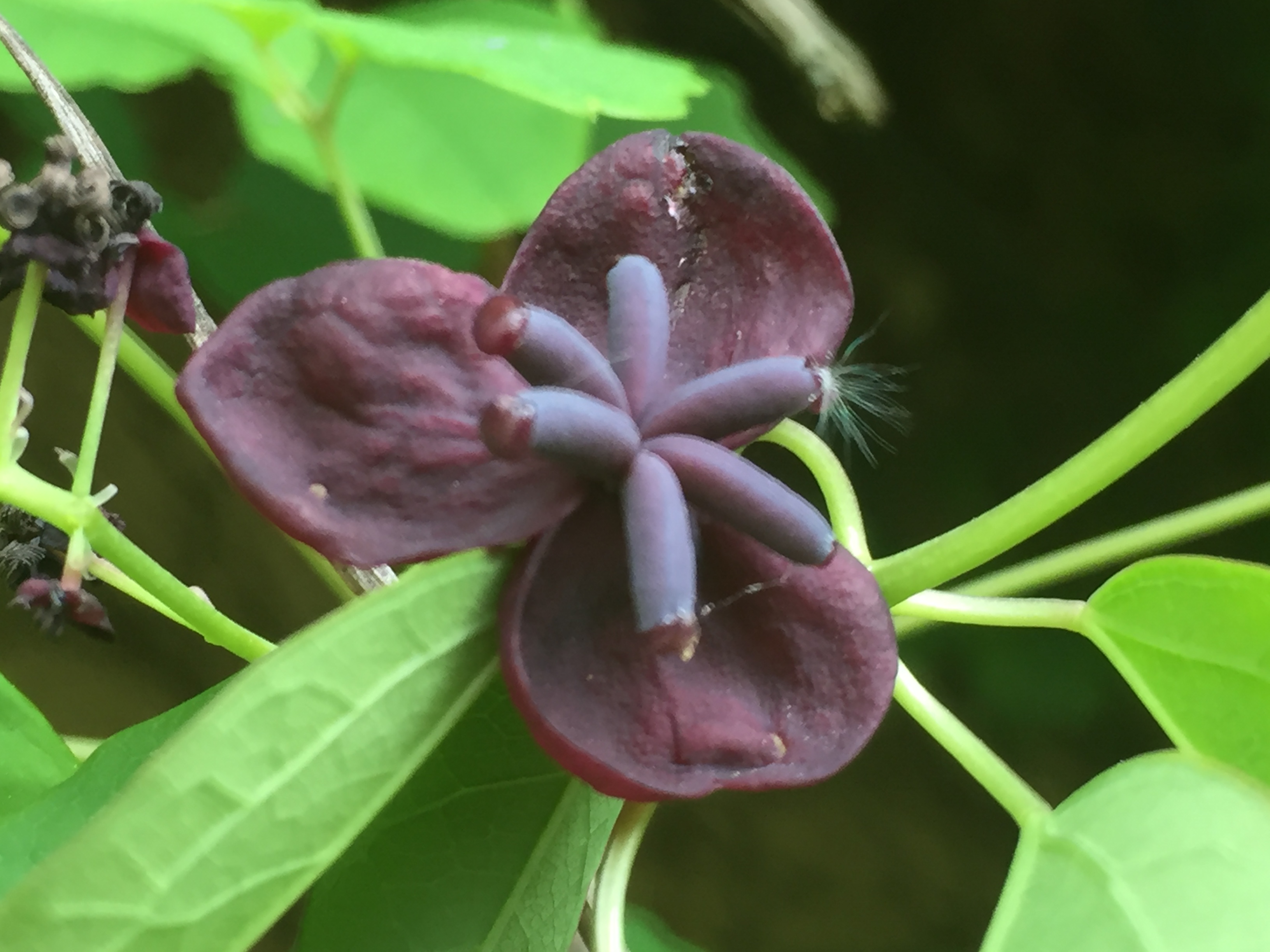 Fleur femelle pourpre de l'Akebia quinata
